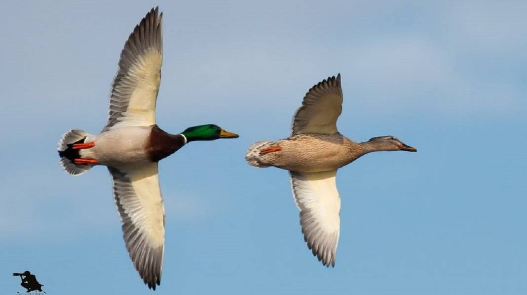 Astsubaylıktan kuş izine düştü! Karga ona göre 'karga' değil: Konya'daki göl ikinci evi oldu 4